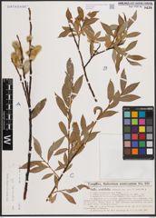 Foto von Salix daphnoides Vill.